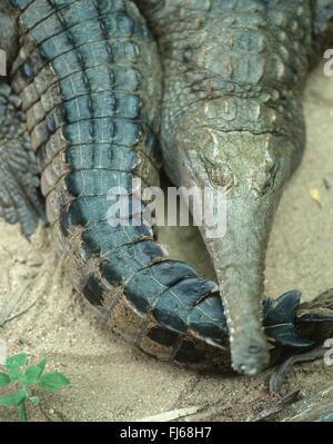 Slender-Snouted Crocodile, Slender Snouted Crocodile (Crocodylus cataphractus), portrait, Senegal Stock Photo