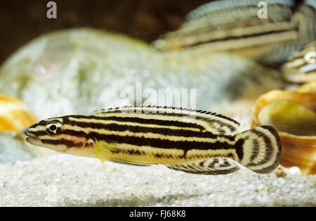 Convict julie, Regan's Julie (Julidochromis regani), swimming Stock Photo