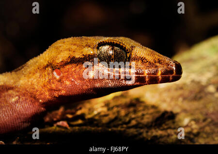 Pelagic Gecko, Rock Gecko, Bush Gecko (Nactus pelagicus), portrait, New Caledonia, ╬le des Pins Stock Photo