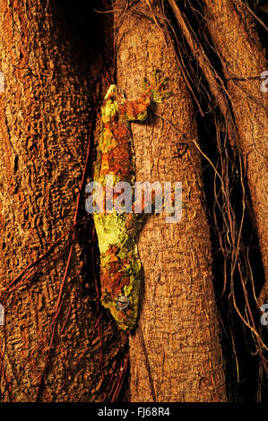 Bavay's Giant Gecko, mossy New Caledonian gecko, Short-snouted New Caledonian gecko, Bavay's giant gecko, mossy prehensile-tailed gecko (Rhacodactylus chahoua, Mniarogekko chahoua), Bavay's Giant Gecko sits on a tree trunk head first, New Caledonia, Ile des Pins Stock Photo