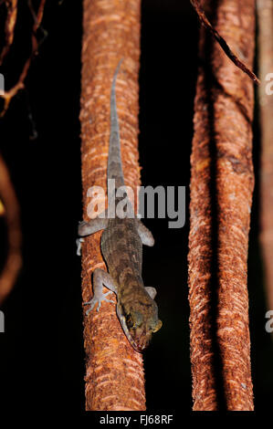 Pelagic Gecko, Rock Gecko, Bush Gecko (Nactus pelagicus), sits on a liana head first, New Caledonia, ╬le des Pins Stock Photo