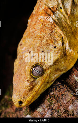 New Caledonian giant gecko, Leach's giant gecko, New Caledonia Giant Gecko   (Rhacodactylus leachianus henkeli, Rhacodactylus henkeli), portrait, New Caledonia, Ile des Pins Stock Photo