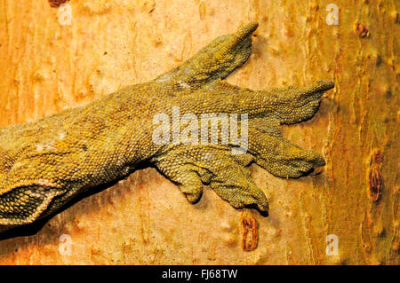 New Caledonian giant gecko, Leach's giant gecko, New Caledonia Giant Gecko   (Rhacodactylus leachianus henkeli, Rhacodactylus henkeli), hand, New Caledonia, Ile des Pins Stock Photo