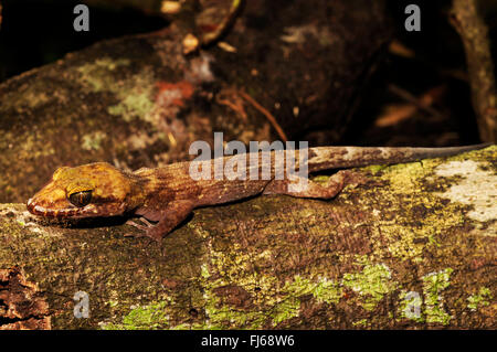 Pelagic Gecko, Rock Gecko, Bush Gecko (Nactus pelagicus), lying on a branch, New Caledonia, ╬le des Pins Stock Photo