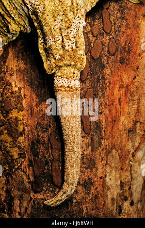 New Caledonian giant gecko, Leach's giant gecko, New Caledonia Giant Gecko   (Rhacodactylus leachianus henkeli, Rhacodactylus henkeli), regenerated tail, New Caledonia, Ile des Pins Stock Photo