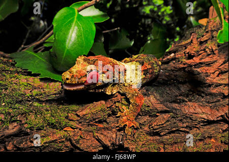 Bavay's Giant Gecko, mossy New Caledonian gecko, Short-snouted New Caledonian gecko, Bavay's giant gecko, mossy prehensile-tailed gecko (Rhacodactylus chahoua, Mniarogekko chahoua), perfectly camouflaged Bavay's Giant Gecko sits on a tree trunk , New Caledonia, Ile des Pins Stock Photo