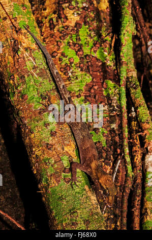 Pelagic Gecko, Rock Gecko, Bush Gecko (Nactus pelagicus), sits at tree trunk head first, New Caledonia, ╬le des Pins Stock Photo