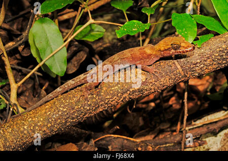 Pelagic Gecko, Rock Gecko, Bush Gecko (Nactus pelagicus), lying on a branch, New Caledonia, ╬le des Pins Stock Photo
