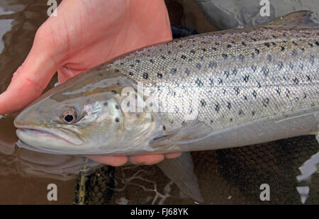 Brown trout, Sea trout, Atlantic trout (Salmo trutta trutta), caught Brown Trout in the hands of an angler, Germany Stock Photo