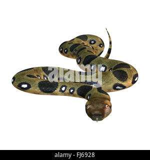 Green anaconda or Eunectes murinus or common anaconda orwater boa isolated on white background Stock Photo