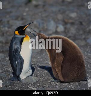 king penguin (Aptenodytes patagonicus), begging juvenile with adult, Antarctica, Suedgeorgien Stock Photo