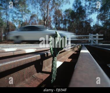 prickly pears (Opuntia spec.), cactus, growing trrough fence, New Zealand, Southern Island, Acheron Stock Photo