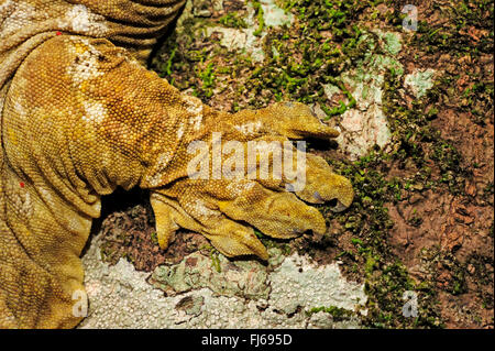 New Caledonian giant gecko, Leach's giant gecko, New Caledonia Giant Gecko   (Rhacodactylus leachianus henkeli, Rhacodactylus henkeli), hand, New Caledonia, Ile des Pins Stock Photo