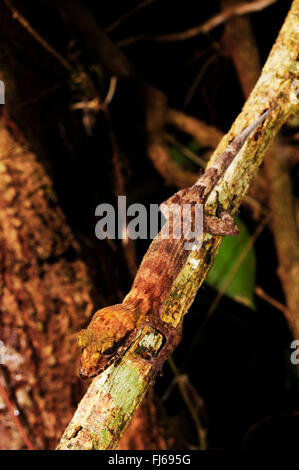 Pelagic Gecko, Rock Gecko, Bush Gecko (Nactus pelagicus), sits at a liana head first, New Caledonia, ╬le des Pins Stock Photo