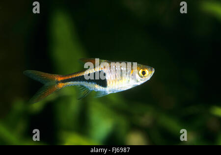 Harlequin Rasbora, Harlequin fish (Trigonostigma heteromorpha, Rasbora heteromorpha), swimming Stock Photo