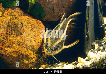 Striped raphael catfish (Platydoras costatus, Silurus costatus, Platydoras helicophilus), front view Stock Photo