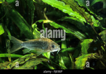 Bronze corydoras, Green corydoras, Bronze catfish, Lightspot corydoras, Wavy catfish (Corydoras aeneus), swimming Stock Photo