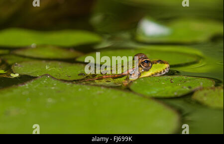 European edible frog, common edible frog (Rana kl. esculenta, Rana esculenta, Pelophylax esculentus), camouflaged between lily pads, Germany, Bavaria, Isental Stock Photo