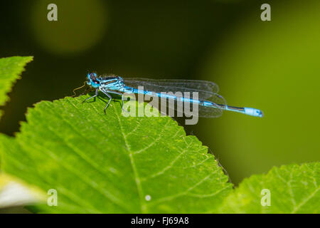 Common coenagrion, Azure damselfly (Coenagrion puella), sitting on a leaf, side view, Germany, Bavaria, Oberbayern, Upper Bavaria Stock Photo