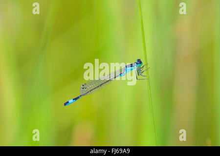 common ischnura, blue-tailed damselfly (Ischnura elegans), sitting at a stem, Germany, Bavaria, Oberbayern, Upper Bavaria Stock Photo