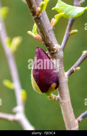 saucer magnolia (Magnolia soulangiana 'Genie', Magnolia soulangiana Genie), bud of cultivar Genie, Germany Stock Photo