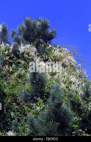 Fallopia baldschuanica (Fallopia baldschuanica, Fallopia aubertii, Polygonum baldschuanicum, Polygonum aubertii), blooming in a pine, Germany Stock Photo
