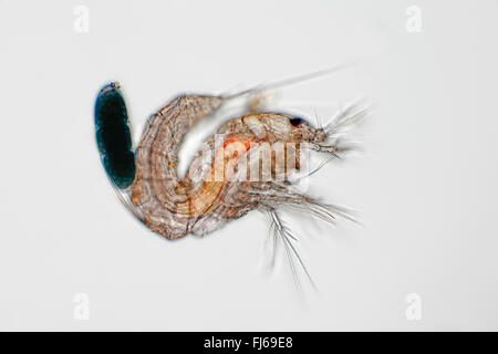 copepods (Copepoda), female Stock Photo