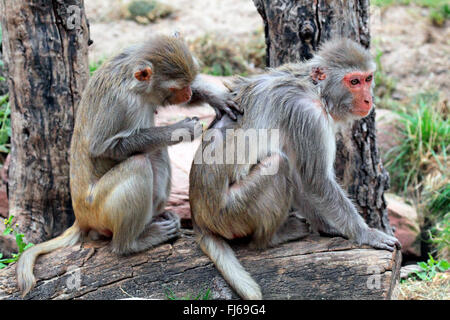 rhesus monkey, rhesus macacque (Macaca mulatta), social grooming Stock Photo