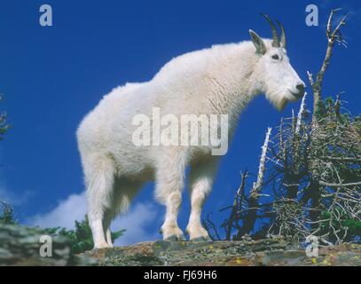 Mountain goat (Oreamnos americanus), standing on a rock, USA, Montana , Glacier NP Stock Photo