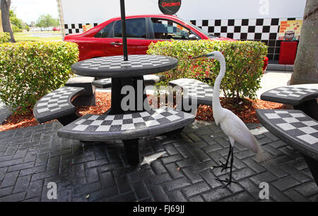 great egret, Great White Egret (Egretta alba, Casmerodius albus, Ardea alba), on the feed in a snack-bar, USA, Florida, Venice Stock Photo