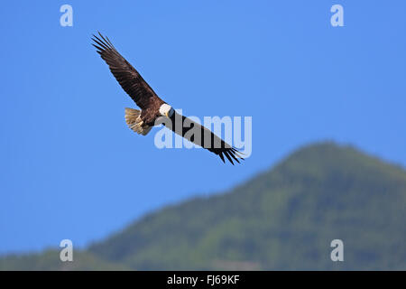 American bald eagle (Haliaeetus leucocephalus), in flight, Canada, British Columbia, Vancouver Island Stock Photo