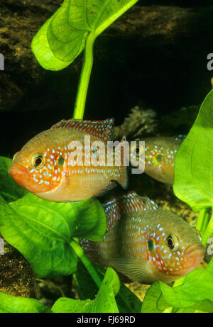 Blood Red Jewel fish, Blood Red Jewel (Hemichromis lifalili), three Blood Red Jewel fishes Stock Photo