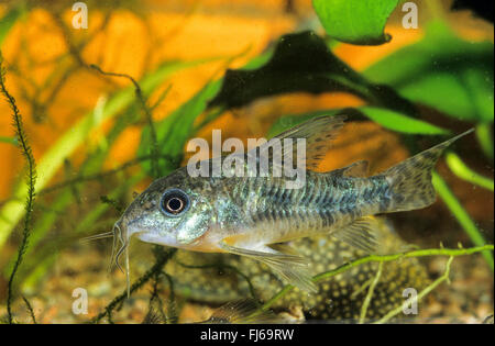 Blue leopard corydoras, Mottled corydoras, Peppered catfish (Corydoras paleatus), swimming Stock Photo