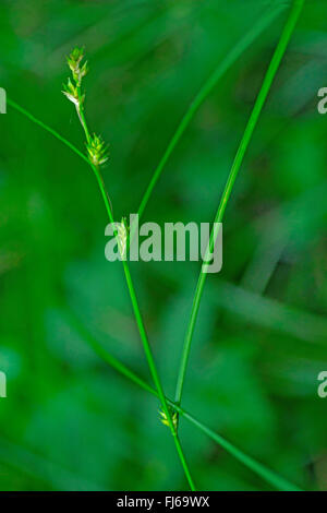 remote sedge (Carex remota), inflorescence, Germany, Bavaria, Oberbayern, Upper Bavaria Stock Photo