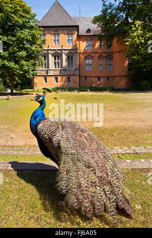 Common peafowl, Indian peafowl, blue peafowl (Pavo cristatus), in front of Castle Rheydt, Moenchengladbach, Germany, North Rhine-Westphalia, Lower Rhine, Moenchengladbach Stock Photo