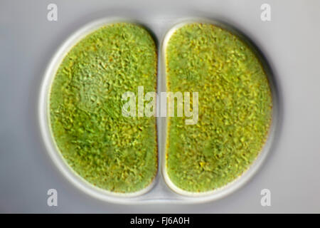 blue-green alga (Chroococcus spec.), cell division Stock Photo