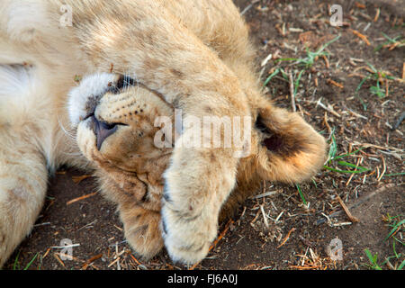 lion (Panthera leo), lion cub lying on the ground and rubing its eyes, portrait, South Africa Stock Photo