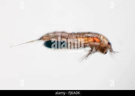 copepods (Copepoda), female Stock Photo