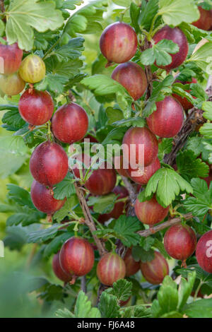wild gooseberry, European gooseberry (Ribes uva-crispa 'Redeva', Ribes uva-crispa Redeva), cultivar Redeva Stock Photo