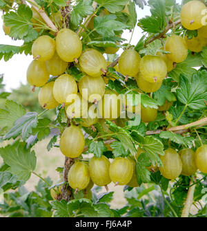 wild gooseberry, European gooseberry (Ribes uva-crispa 'Invicta', Ribes uva-crispa Invicta), cultivar Invicta Stock Photo