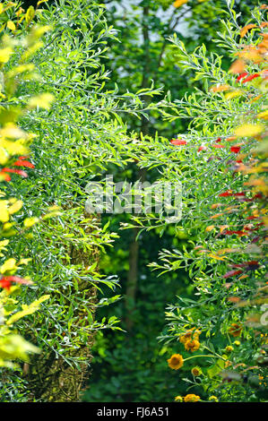 Willow-leaved Pear, Willow leaved Pear, Willowleaf Pear, Weeping Pear (Pyrus salicifolia), as hedge, Netherlands Stock Photo