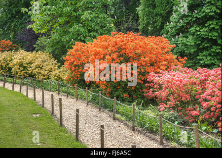 rhododendron (Rhododendron 'Golden Eagle', Rhododendron Golden Eagle), cultivar Golden Eagle, Poland, Niederschlesien, Arboretum Woislowitz Stock Photo