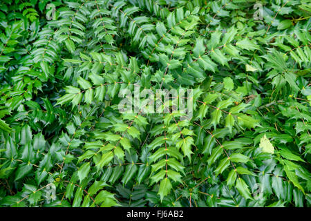 Japanese Mahonia (Mahonia japonica), leaves, Germany, North Rhine-Westphalia Stock Photo