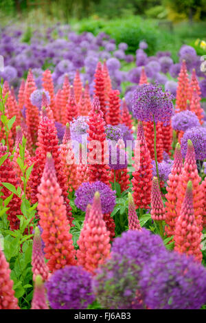 bigleaf lupine, many-leaved lupine, garden lupin (Lupinus polyphyllus), blooming in differenz colours, together with Allium aflatunense, Germany Stock Photo