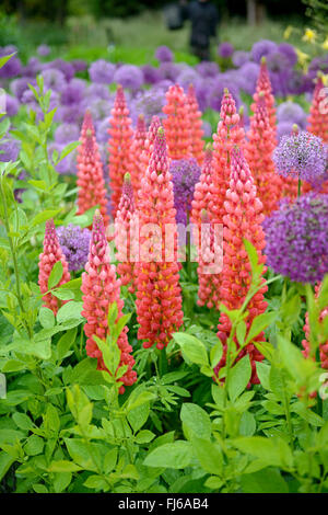 bigleaf lupine, many-leaved lupine, garden lupin (Lupinus polyphyllus), blooming in differenz colours, together with Allium aflatunense, Germany Stock Photo