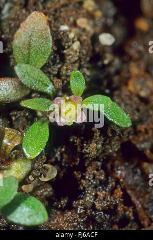 Eight-stamened waterwort (Elatine hydropiper), flower, Germany Stock Photo