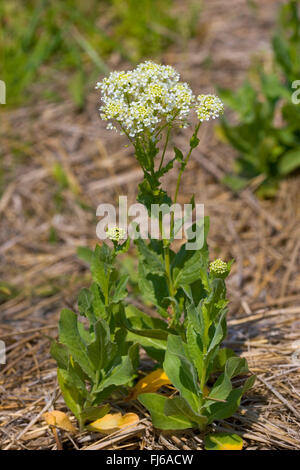 white top, hoary cress (Cardaria draba), blooming, Germany Stock Photo