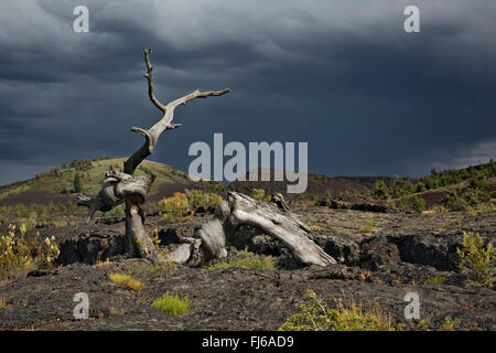 IDAHO - Old tree along North Crater Flow Trail minutes before the storm hit in Crater of the Moon National Monument and Preserve Stock Photo