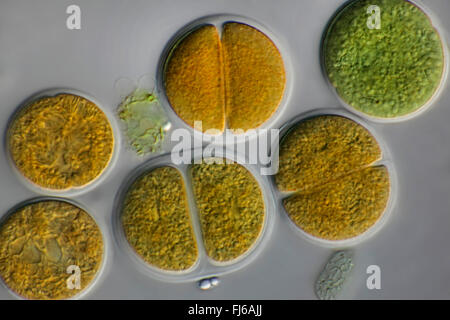 blue-green alga (Chroococcus spec.), cell division Stock Photo - Alamy