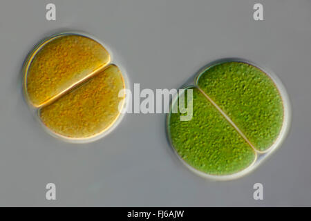 blue-green alga (Chroococcus spec.), cell division Stock Photo - Alamy